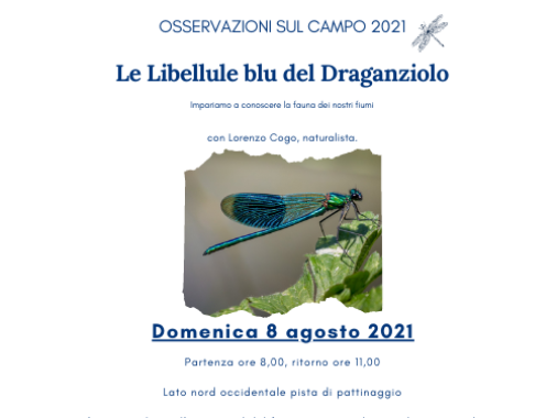 Osservazioni sul campo: Le libellule blu del Draganziolo