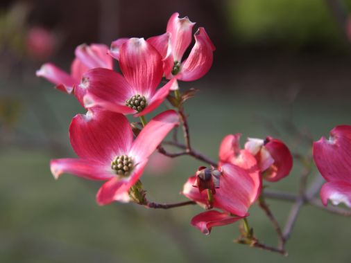 29° Festa di Primavera