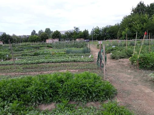 Bando Orti Sociali Amici per l'Africa Onlus